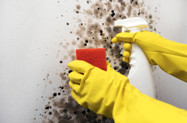 Best DIY Mold Remediation Support Services in Centerville, PA