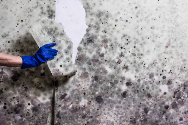 Best Post-Flood Mold Remediation in Centerville, PA