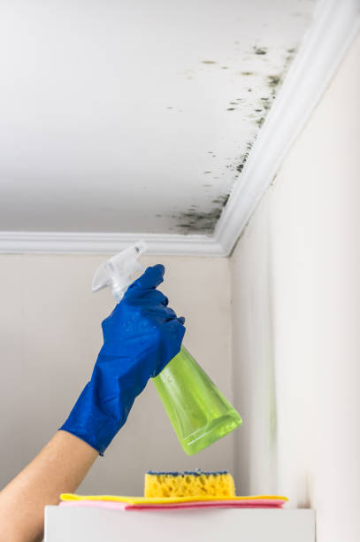 Best Commercial Mold Remediation in Centerville, PA
